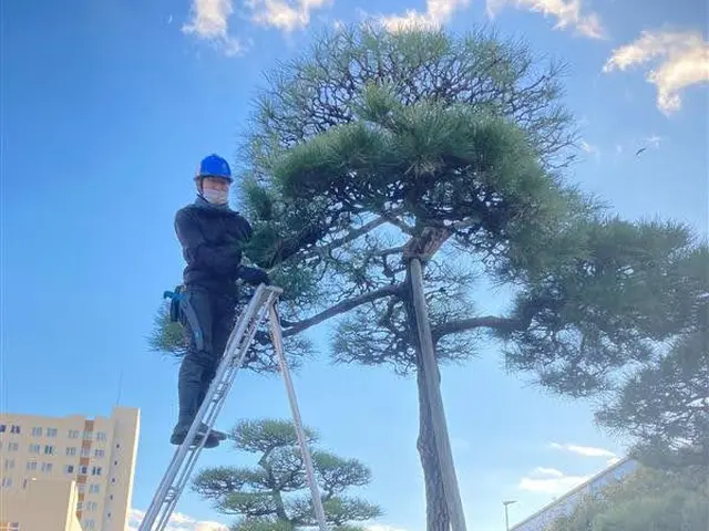 経験1000本以上！庭木を美しく蘇らせる匠の技 ★写真でお見積りできます!サービスの画像