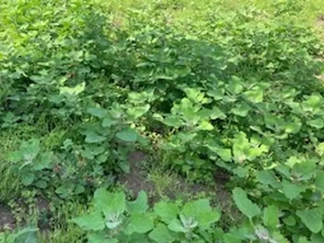 草刈りのプロ！！経験10年以上の職人が伺います！サービスの画像