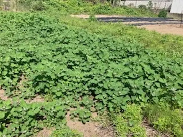 草刈りのプロ！！経験10年以上の職人が伺います！サービスの画像