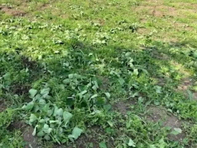 草刈りのプロ！！経験10年以上の職人が伺います！サービスの画像