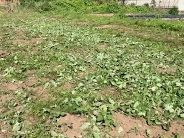 草刈りのプロ！！経験10年以上の職人が伺います！サービスの画像