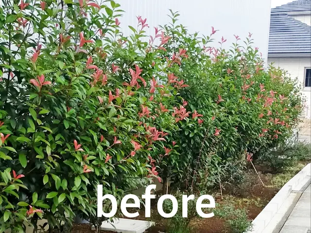 【手つかずの庭専門】☆スッキリ、さっぱり、剪定いたします(土、日、祝、大歓迎)サービスの画像