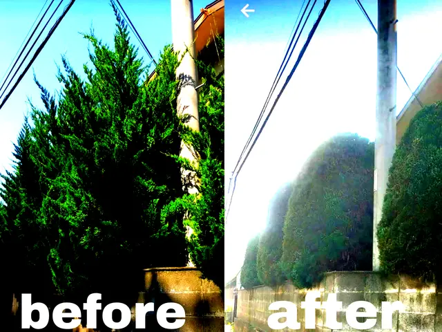 【手つかずの庭専門】☆スッキリ、さっぱり、剪定いたします(土、日、祝、大歓迎)サービスの画像