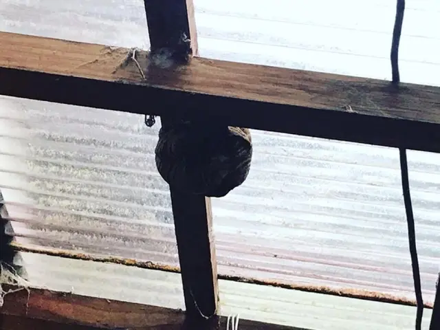 巣を見つけたらすぐご連絡下さい！★即日対応可能です！サービスの画像