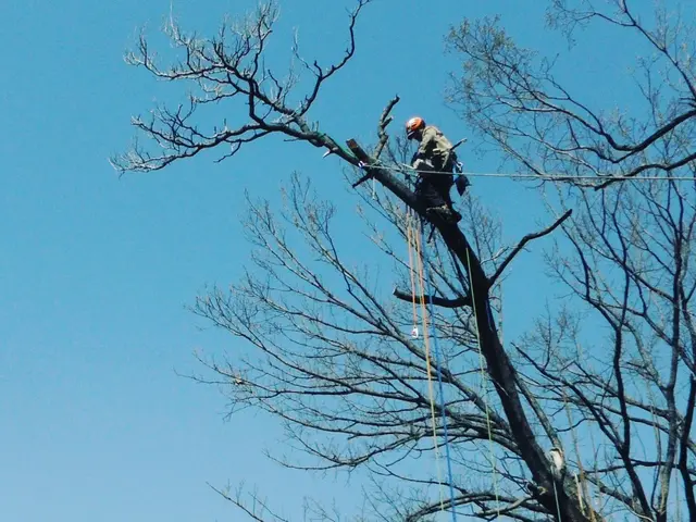 高木、支障木、枯れ木、伐採、ご要望にお応えします。抜根もご相談お待ちしています。サービスの画像