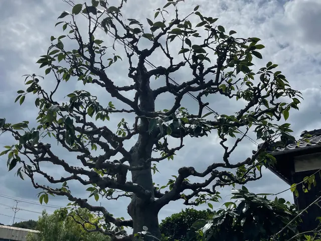 【年中無休で対応しております◎】業界30年の経験あり！店長の私が対応いたします！サービスの画像