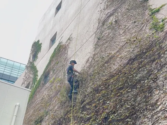 某有名スーパーの倉庫のツル剥がし実績あり！ロープを使用し、どんな場所でも作業可！サービスの画像