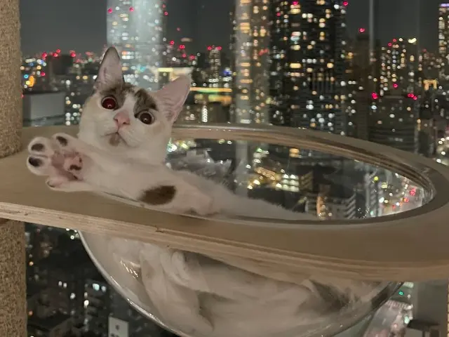 ペットシッター歴7年/獣医師、動物看護師在籍/連携病院有り/事前カウンセリングサービスの画像