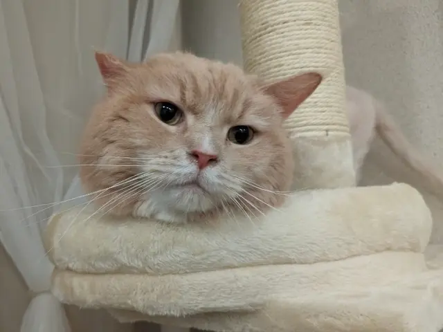 ペットシッター歴7年/獣医師、動物看護師在籍/連携病院有り/事前カウンセリングサービスの画像