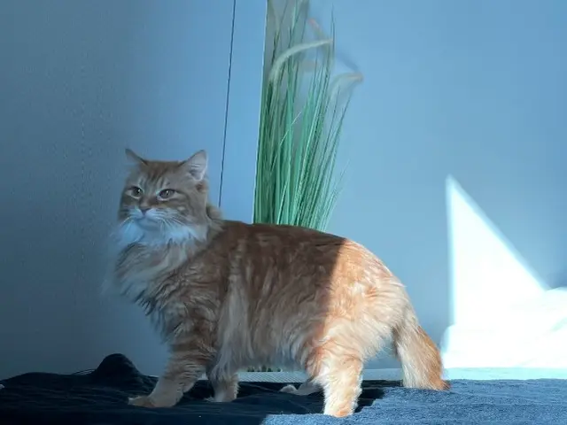 ペットシッター歴7年/獣医師、動物看護師在籍/連携病院有り/事前カウンセリングサービスの画像