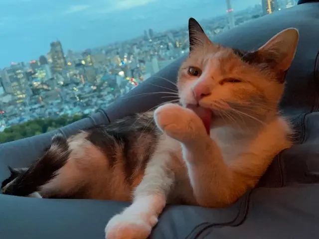 ペットシッター歴7年/獣医師、動物看護師在籍/連携病院有り/事前カウンセリングサービスの画像