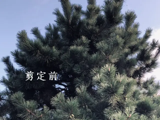 ◤安心・丁寧な庭木のお手入れ◢　ナチュラルな剪定で「毎日の暮らしに、緑の癒しを」サービスの画像