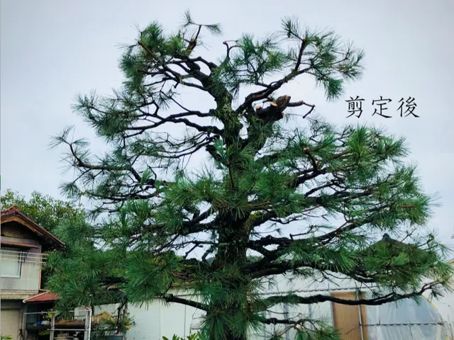 ◤安心・丁寧な庭木のお手入れ◢　ナチュラルな剪定で「毎日の暮らしに、緑の癒しを」サービスの画像