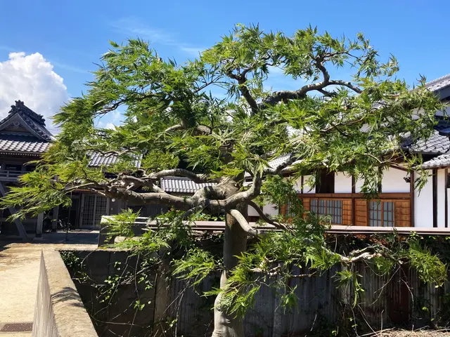 ◤安心・丁寧な庭木のお手入れ◢　ナチュラルな剪定で「毎日の暮らしに、緑の癒しを」サービスの画像