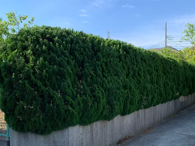 あ！ここまで見てくれてありがとうございます！生垣のいろんな悩みありますよね？サービスの画像