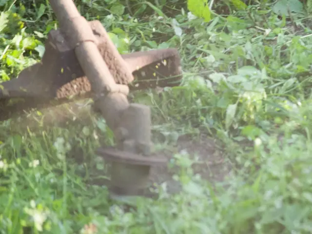 庭や敷地内等の草刈、除草サービスの画像