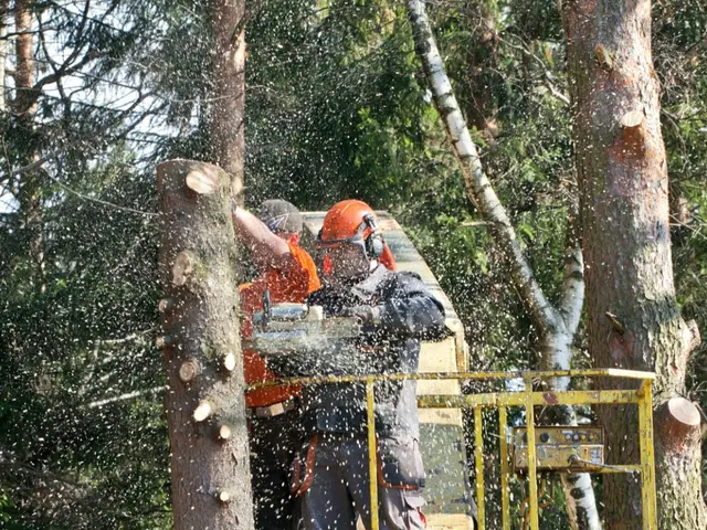庭や敷地内等の草刈、除草サービスの画像