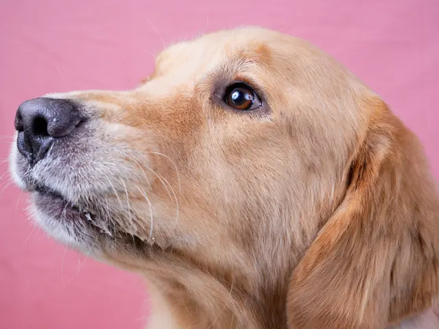 ペットモデルオーディションを担当するフォトグラファーのペット出張撮影サービス