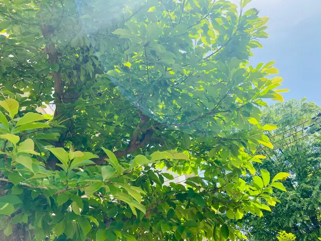 【丁寧に仕上げます】自然樹形を生かして美しく剪定しますサービスの画像