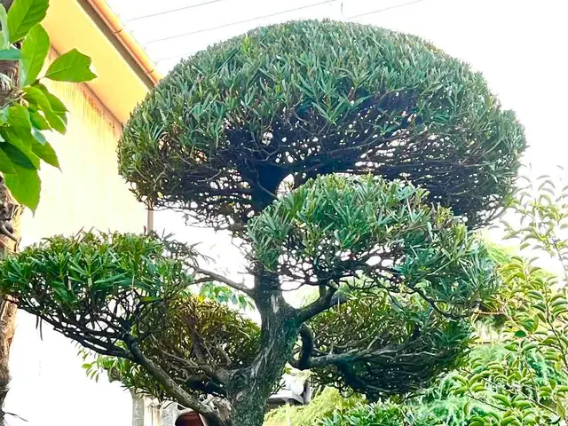 全作業自社施工、心地よい緑の空間を創ります！サービスの画像