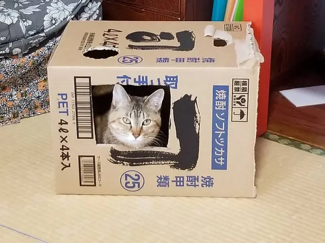 ホテルは不安？留守中のお世話お任せください★第一種動物取扱業取得◎サービスの画像