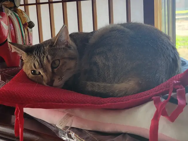 ホテルは不安？留守中のお世話お任せください★第一種動物取扱業取得◎サービスの画像