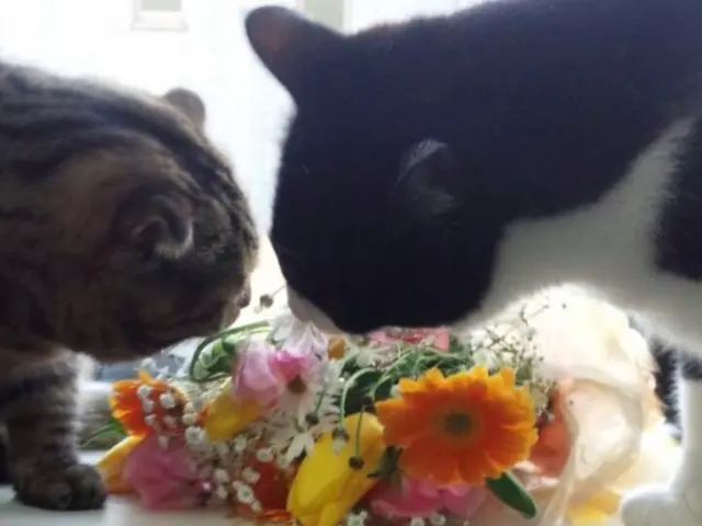 ホテルは不安？留守中のお世話お任せください★第一種動物取扱業取得◎サービスの画像