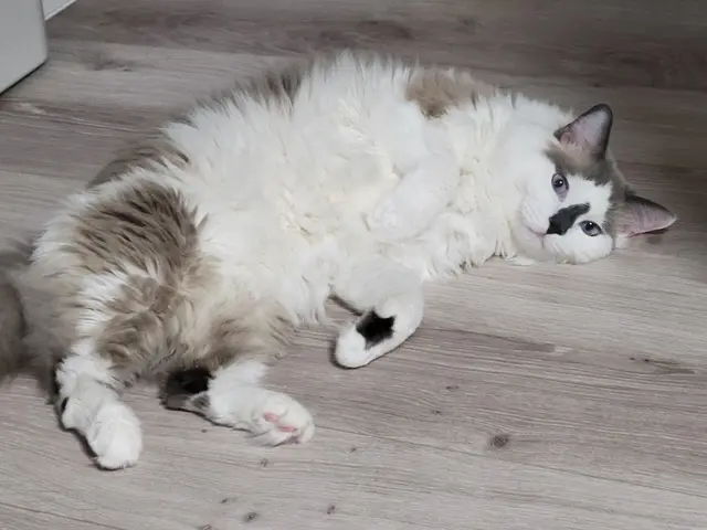 ホテルは不安？留守中のお世話お任せください★第一種動物取扱業取得◎サービスの画像