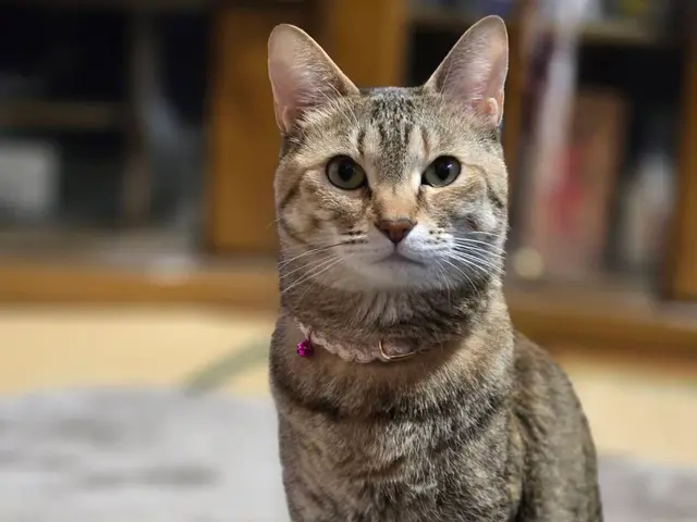 ホテルは不安？留守中のお世話お任せください★第一種動物取扱業取得◎サービスの画像