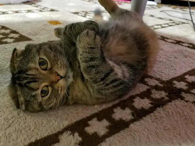 ホテルは不安？留守中のお世話お任せください★第一種動物取扱業取得◎サービスの画像