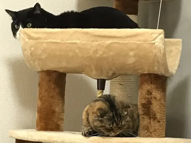 ホテルは不安？留守中のお世話お任せください★第一種動物取扱業取得◎サービスの画像