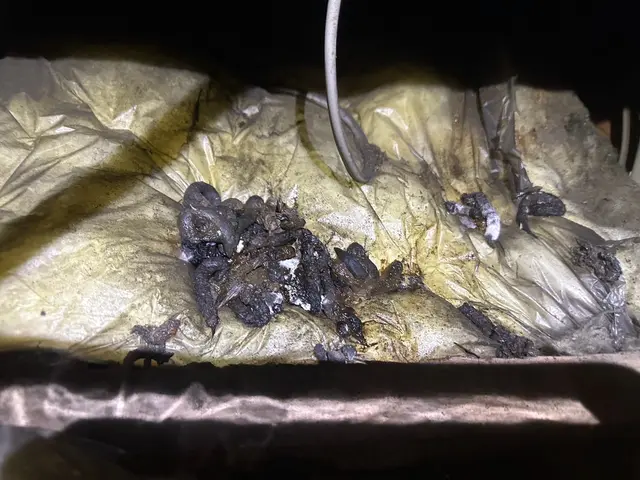 眠れない生活を解決します(^^♪《イタチ駆除清掃はお任せ下さい》サービスの画像