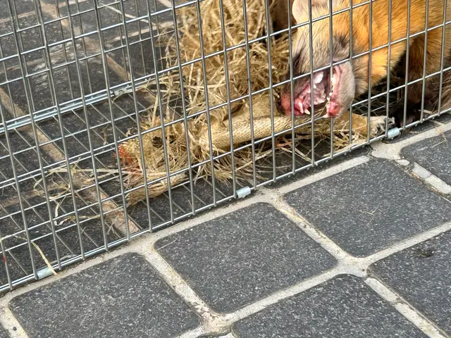 眠れない生活を解決します(^^♪《イタチ駆除清掃はお任せ下さい》サービスの画像