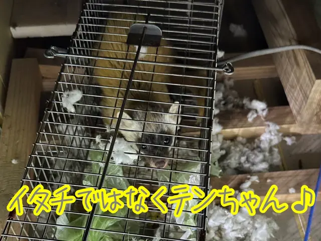 眠れない生活を解決します(^^♪《イタチ駆除清掃はお任せ下さい》サービスの画像