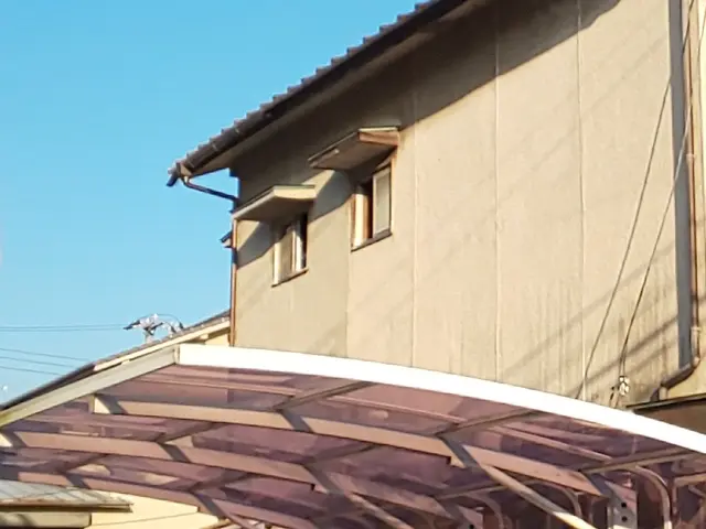 伸びて邪魔な蔦を取り除きます！諦めないで！ 知恵と技術を込めて取り除きます！サービスの画像