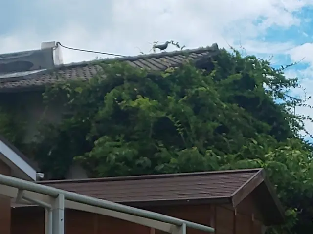 伸びて邪魔な蔦を取り除きます！諦めないで！ 知恵と技術を込めて取り除きます！サービスの画像