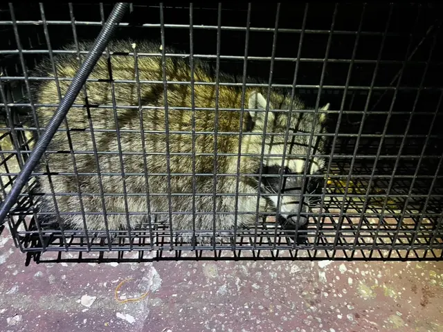 ◆調査お見積もり完全無料◆最短当日施工可能！侵入口徹底閉鎖&必ず完全駆除します！サービスの画像