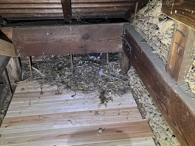 24H/最短当日施工可能！関東対応！侵入口徹底閉鎖&必ず完全駆除！業務用薬剤込みサービスの画像