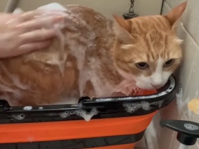 猫専門トリミング出張~自宅送迎(川口市　蕨市、北区限定　他の地域は要相談)サービスの画像