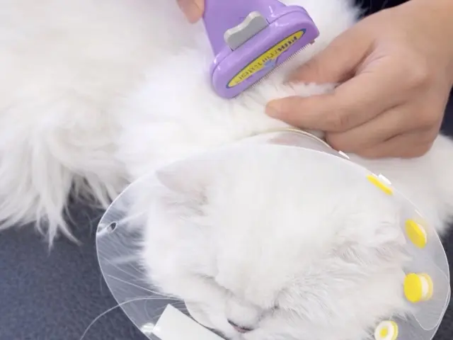 出張~自宅送迎　猫専門の出張~お預かり~送迎までします。忙しい飼い主様の為にサービスの画像