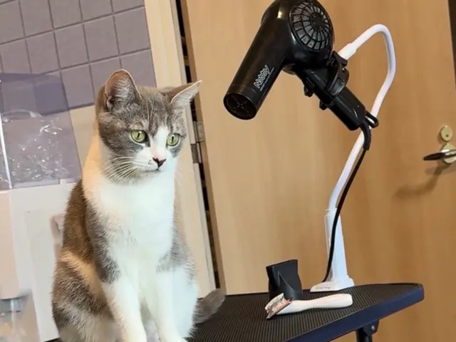 出張~自宅送迎　猫専門の出張~お預かり~送迎までします。忙しい飼い主様の為にサービスの画像