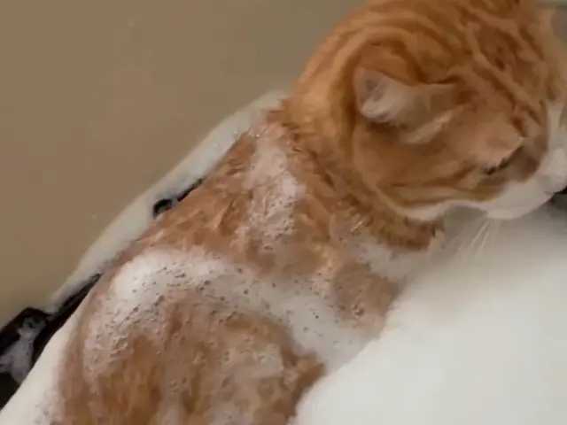 出張~自宅送迎　猫専門の出張~お預かり~送迎までします。忙しい飼い主様の為にサービスの画像