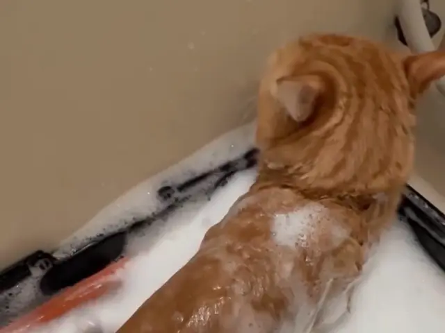 出張~自宅送迎　猫専門の出張~お預かり~送迎までします。忙しい飼い主様の為にサービスの画像