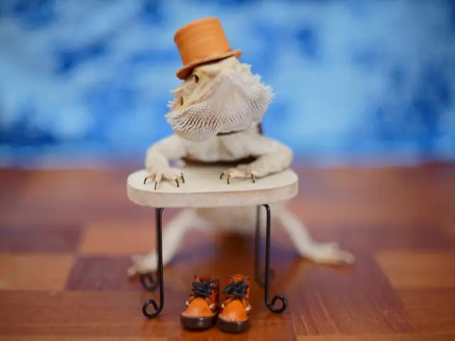 女性スタッフ同行可★非喫煙者◆あなたのかわいいペットを素敵な一枚に！サービスの画像