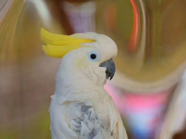 女性スタッフ同行可★非喫煙者◆あなたのかわいいペットを素敵な一枚に！サービスの画像