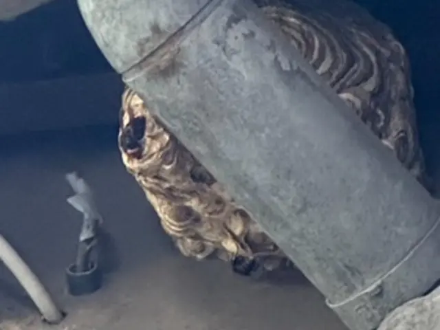 蜂の巣駆除★本日最速ご案内可能！千葉県限定無料サービス有り！！お任せください◎サービスの画像