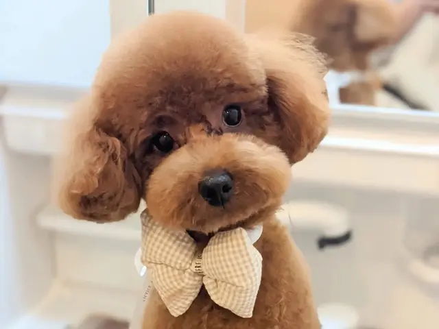 11年経験！女性トリマーが訪問！自宅で安心◎ワンちゃん最優先！サービスの画像