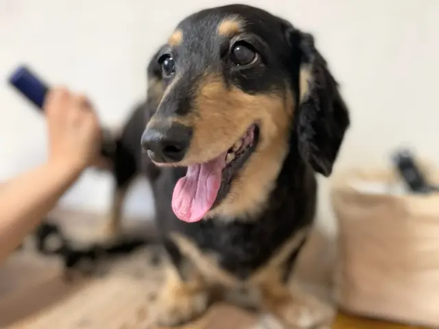 11年経験！女性トリマーが訪問！自宅で安心◎ワンちゃん最優先！サービスの画像