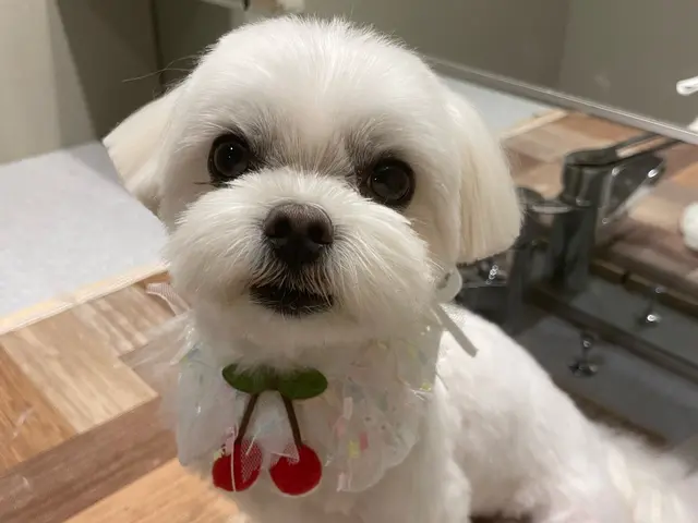 11年経験！女性トリマーが訪問！自宅で安心◎ワンちゃん最優先！サービスの画像