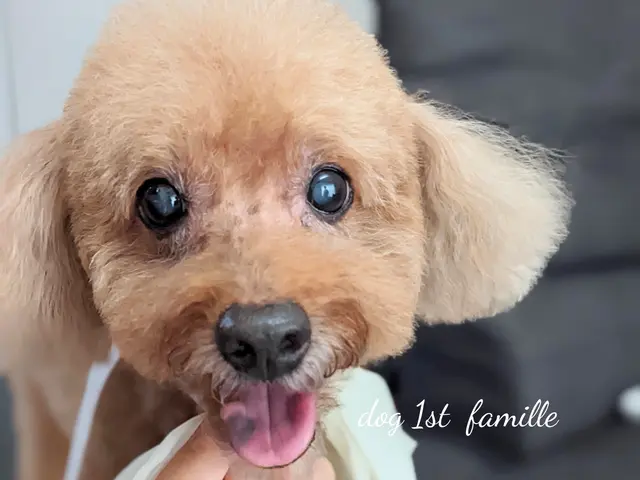 11年経験！女性トリマーが訪問！自宅で安心◎ワンちゃん最優先！サービスの画像